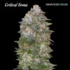 Critical Soma fem. Advanced Seeds