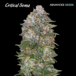 Critical Soma fem. Advanced Seeds