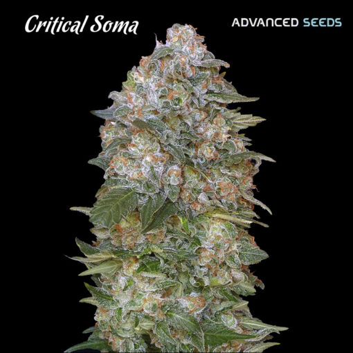 Critical Soma fem. Advanced Seeds