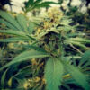 Critical Sour fem. Female Seeds