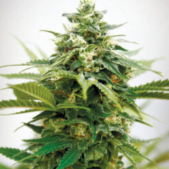 Critical XXL fem. Garden of Green Seeds