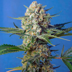 Crystal Candy F1 Fast Version fem. Sweet Seeds