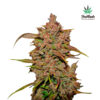 Crystal Meth Auto fem. FastBuds Seeds