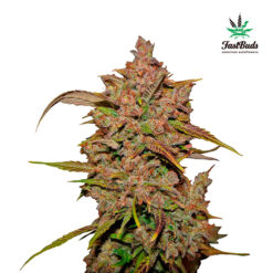 Crystal Meth Auto fem. FastBuds Seeds
