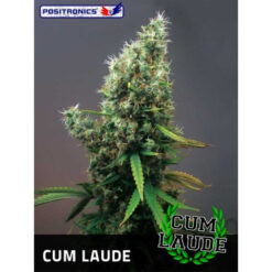 Cum Laude fem Positronics Seeds