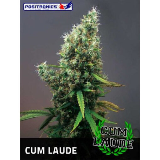 Cum Laude fem Positronics Seeds