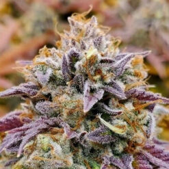 Cumbia fem. R-Kiem Seeds