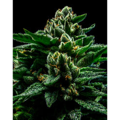 DO-G fem. Ripper Seeds