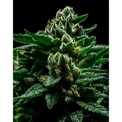 DO-G fem. Ripper Seeds
