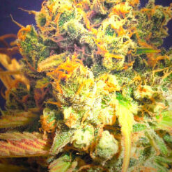 DR. Bruce Banner CBD fem. Original Sensible
