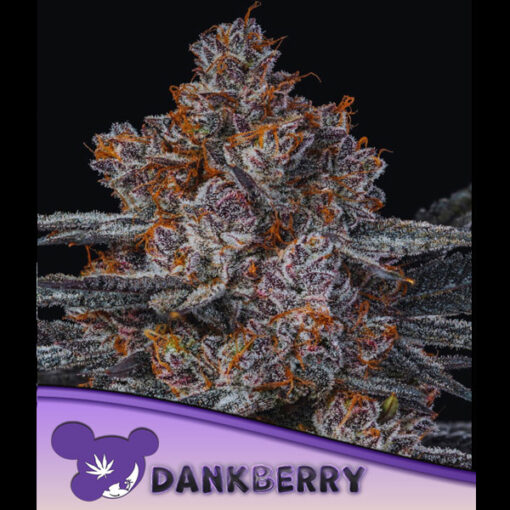 Dankberry fem. Anesia