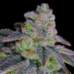 Danteïs Inferno #8  -  4 u. fem Sacred Terps