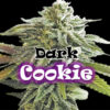 Dark Cookie fem. Dr Underground
