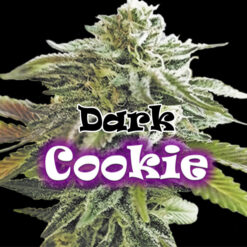 Dark Cookie fem. Dr Underground