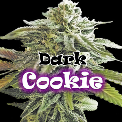 Dark Cookie fem. Dr Underground