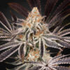 Dark Phoenix fem. Green House