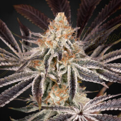 Dark Phoenix fem. Green House