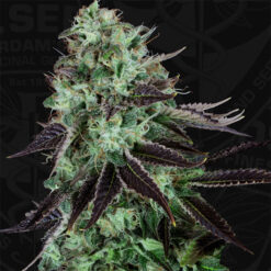 Darkstar fem. T.H. Seeds