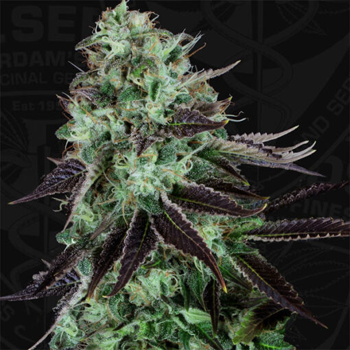 Darkstar fem. T.H. Seeds