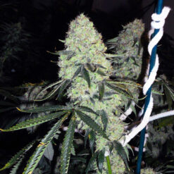 Dead Head OG 10 u. Reg. The Cali Connection