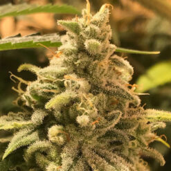 Deadcheese fem. R-Kiem Seeds