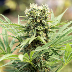 Dedoverde Haze fem. Humboldt Seed Organization