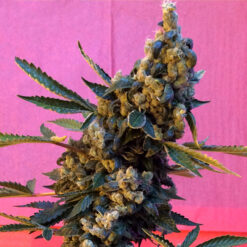 Deedee  3 u. reg. French Touch Seeds