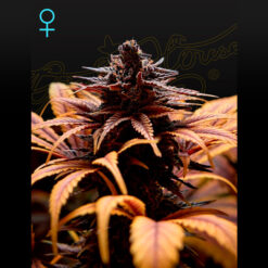 Deep Candy fem. Green House