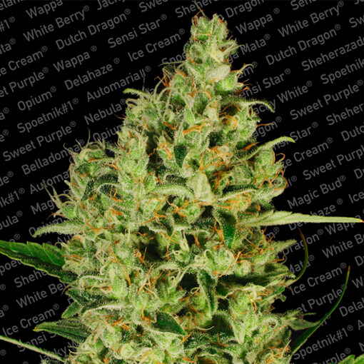 Delahaze fem. Paradise Seeds