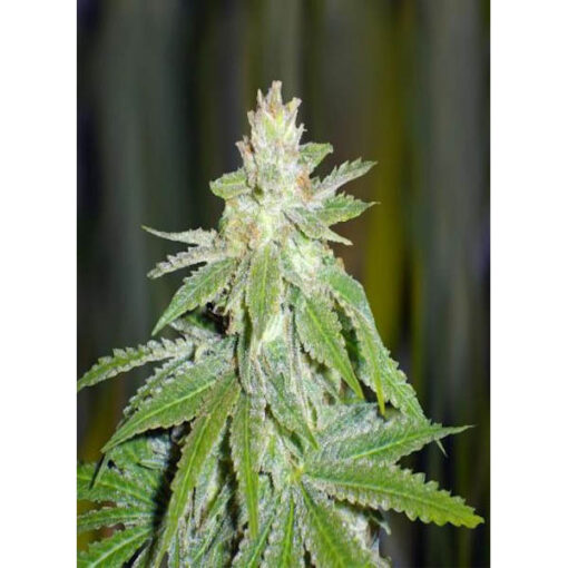 Devil Fruit fem. Medical Seeds