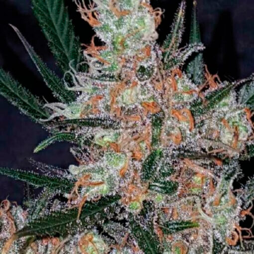 Diesel Berry Cough  fem. Garden of Green Seeds