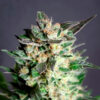 Diesel Glue   3 u. fem. Kannabia Seeds