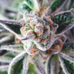 Do-Si-Dos fem. Pyramid Seeds