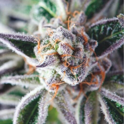 Do-Si-Dos fem. Pyramid Seeds