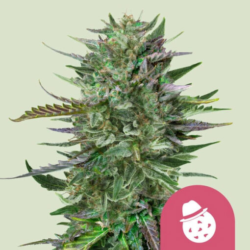 Do-Si-Dos   3 u. fem. Royal Queen