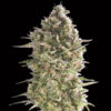 Do-Si-Dos Cookies fem. 00 Seeds
