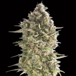 Do-Si-Dos Cookies fem. 00 Seeds