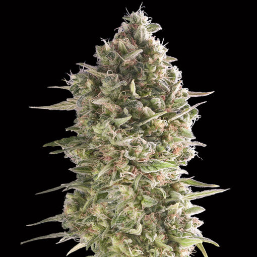 Do-Si-Dos Cookies fem. 00 Seeds