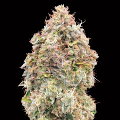 Do-Si-Dos Cookies Fast fem. 00 Seeds