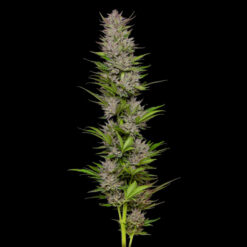 Don Carlos 3 u. fem Humbold Seeds Company