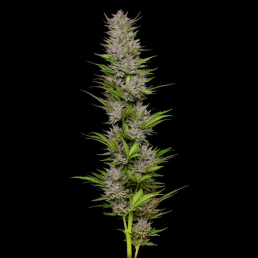 Don Carlos 3 u. fem Humbold Seeds Company