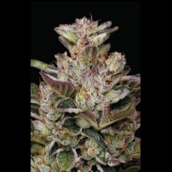 Donutz 3 u. fem Humbold Seeds Company