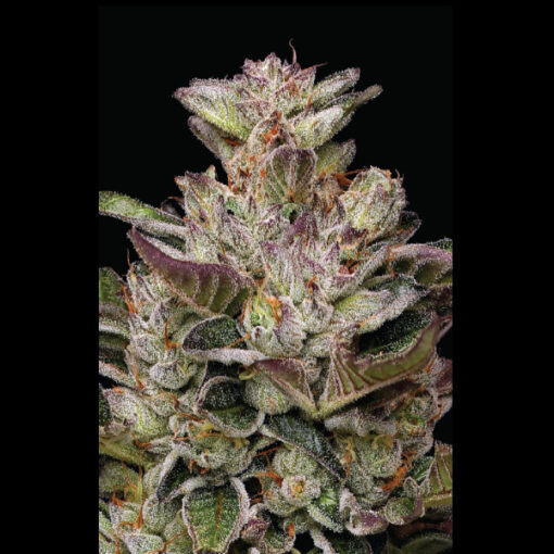 Donutz 3 u. fem Humbold Seeds Company