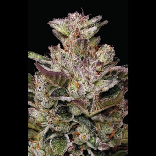 Donutz 5 u. fem Humbold Seeds Company