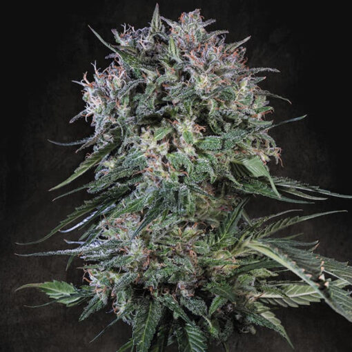 Doppler  3 u. fem. Paradise Seeds