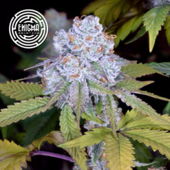 DosiDos Sherbert 6 u. fem Enigma Genetics