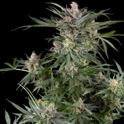 Dosimosa   3 u. fem. Sensi Seed Research