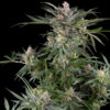 Dosimosa   5 u. fem. Sensi Seed Research