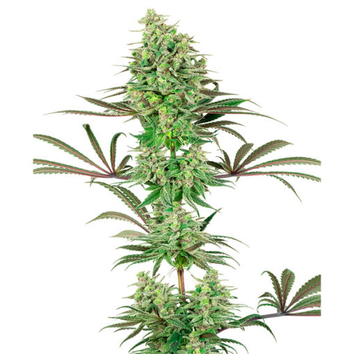 Double Banana Kush fem. White Label