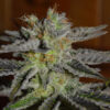 Double Black 5u. G13 Labs